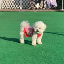 보미티나 이미지