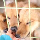 달봉이네 이미지