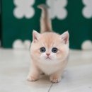 미유펫 강아지고양이 수원점 | 인천고양이무료분양 미유펫 마음에 드는 곳 (서울, 안산, 경기도, 수원)