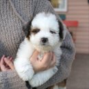 라운지펫 이미지