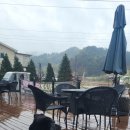 도그바라기 이미지