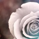 에스케이SK건강 이미지