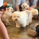 행복하개키울고양 이미지