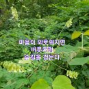 밀향 이미지