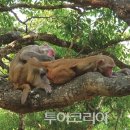 힐링한스푼
