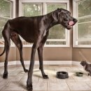 신기방기 이미지