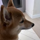 에스더음악학원 | 교토 일상 [1] 4/9~4/14