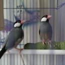 호빈조류새농장 이미지