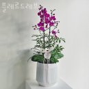 플레르드레브 이미지