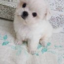 호텔펫코리아 이미지