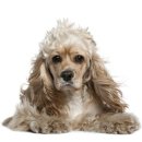 김해동물메디컬센터 이미지