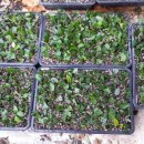 [삽목] 블루베리 녹지삽목 하프능선 이미지