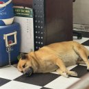 멍멍이 이발관 이미지