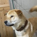 군보 이미지