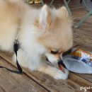 간식주개 이미지