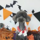 멍뭉이 미용실 이미지