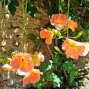 이규행가옥 이미지