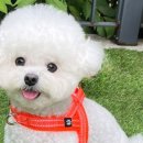 하단 하네스 네이버블로그