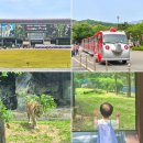 서울대공원 동물원 주말 후기! 코끼리열차, 유모차, 수유실 정보 총정리