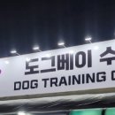 도그베이 수원 네이버블로그
