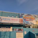 씨월드 | <거제> 🐬 거제 씨월드 솔직후기 (돌고래&amp;벨루가 보러 다녀온 리얼 리뷰)