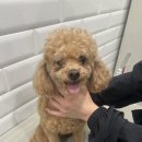 마이뷰티독스타필드위례점 | 하남시 애견미용 , 마이뷰티독 스타필드시티 위례점에서 프리미엄 서비스를 받아보세요