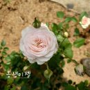 꽃 우리 이미지