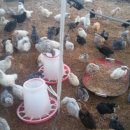 바람골농장 이미지