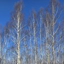 원대리 자작나무숲 이미지