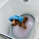 하이멍뭉 이미지