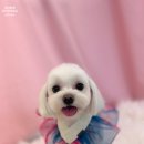 화사하개 이미지