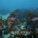 하도바다 이미지