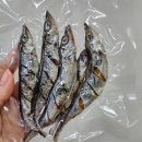 댕데이 네이버블로그