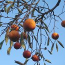 푸른감(푸른感) 이미지