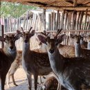 백두산농장 이미지