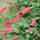 여우꼬리 이미지