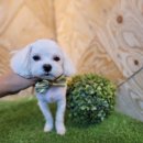 도그 애견미용실 이미지