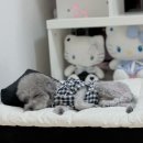 도도네 | 내돈내산 도도로 강아지침대 추천 후기