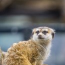 스파벨리스 이미지