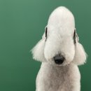 릴리리독 이미지