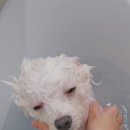 꼼꼼하개 이미지