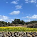 제주 돌담집 숙소 내돈내산 후기 - 하도리 돌담집 밖거리🏡 가성비짱!