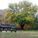 ⊙ 사찰 트레킹 - 경주 운곡서원 - 보문단지 - 불국사