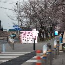 진명유치원 | 250410 김포 벚꽃길 개화 상태 계양천 벚꽃 명소 다녀왔어요
