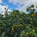 토산농장 이미지