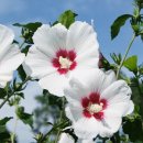 식물이야기 이미지