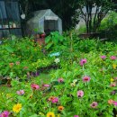 선흘 정원 이미지