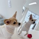 시오꾸꾸 이미지