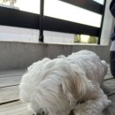 도희동물병원 이미지