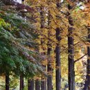 가을의 끝에서 인천대공원 이미지